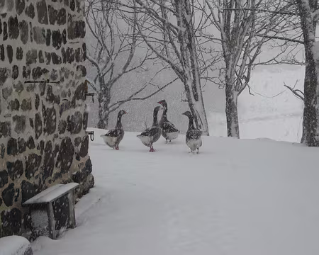 067 Les animaux subissent l'enneigement (suite et fin).