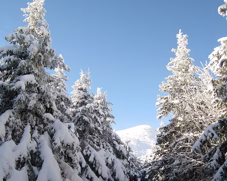 078 Le voilà, se révélant par une trouée dans la forêt.