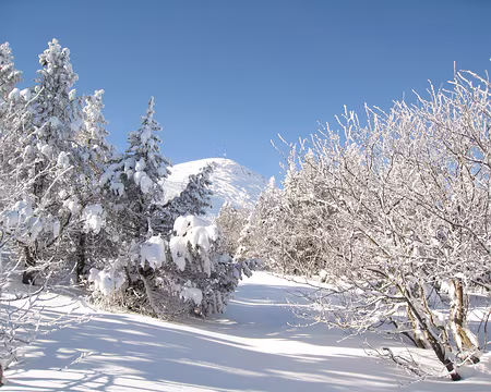 079 La forêt s'éclaircit...