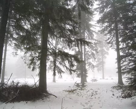 111 Forêt du massif du Meygal.