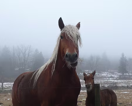 116 ... avec son petit.