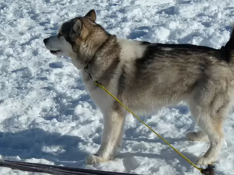 2011-03 Queyras en etoile