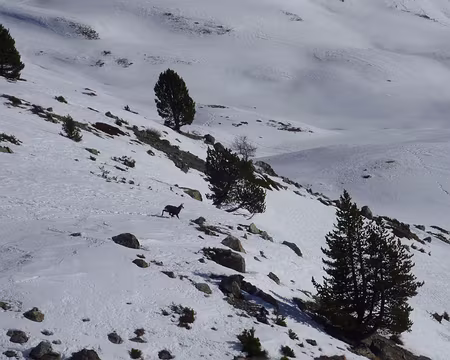 PXL009 Un autre chamois!