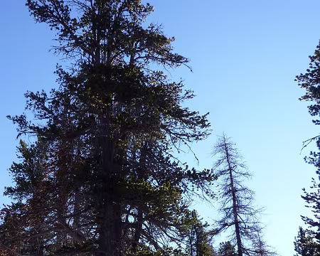 PXL030 Dans le bois de Péméant.