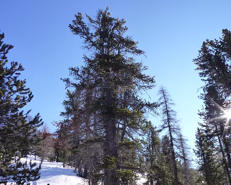 PXL031 Dans le bois de Péméant.