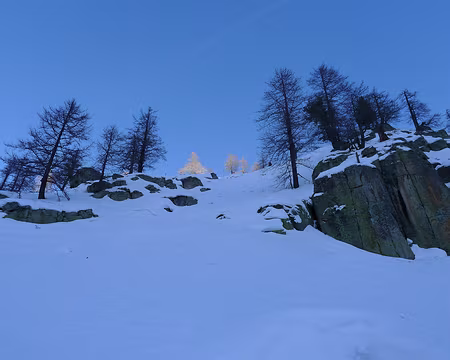 PXL055 Arbres enluminés.