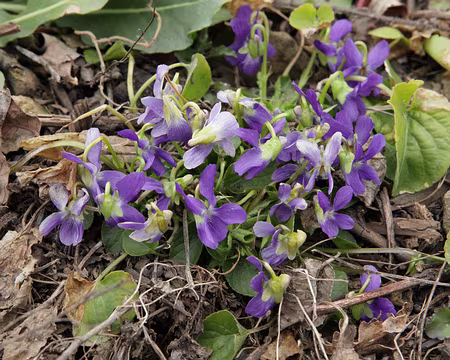 IMG_0197 Violette hérissée (Viola hirta L., 1753)