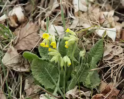 IMG_0199 Coucou (Primula veris L., 1753)