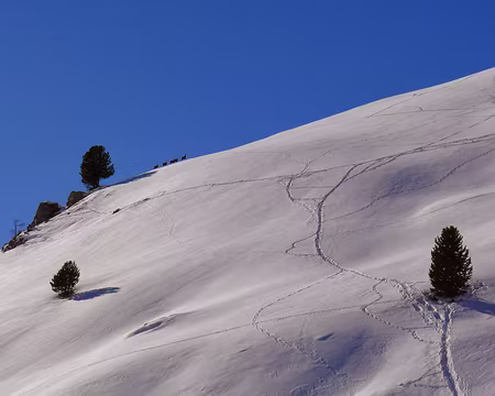 PXL024 Harde de chamois, sur les flancs de la Cime Fournier.