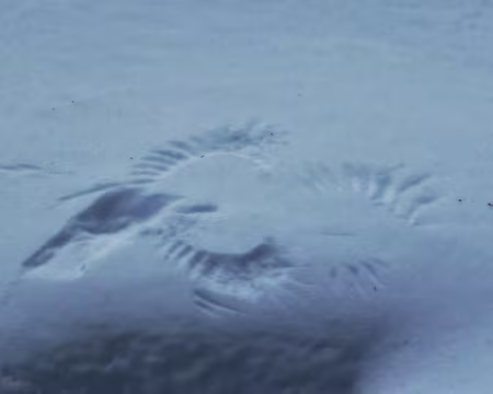 PXL045 Vers le Plateau de Barme : Rapace attaquant une proie ?