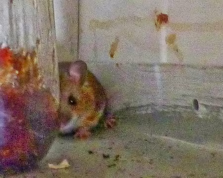 PXL016 Ratatouille, l'hôte des lieux.