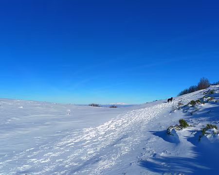 007 Un nouveau compagnon nous attend. Tout au fond, le massif du Sancy.