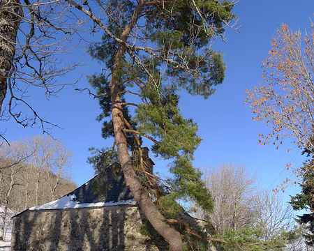 021 Bizarrerie végétale.