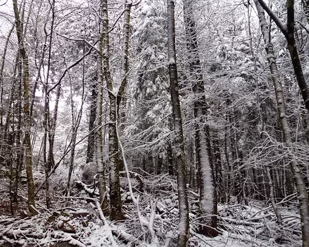 PXL002 nous sommes entourés d'une fine couche de sucre glace