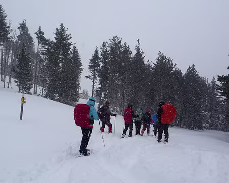 075 Station de Formigères, on retrouve des chemins plus classiques en forêt