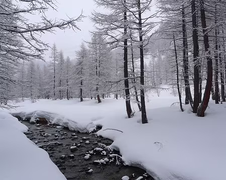 PXL053 Dans la forêt blanche, ...