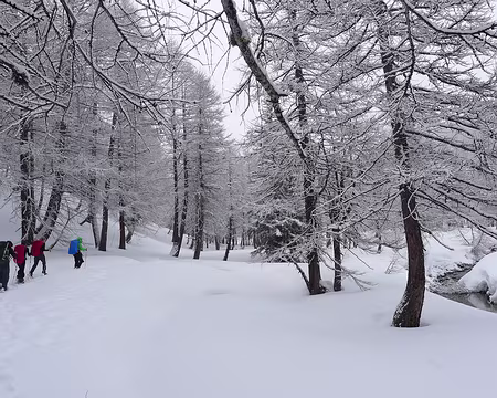 PXL054 ... des petits lutins cheminent, ...