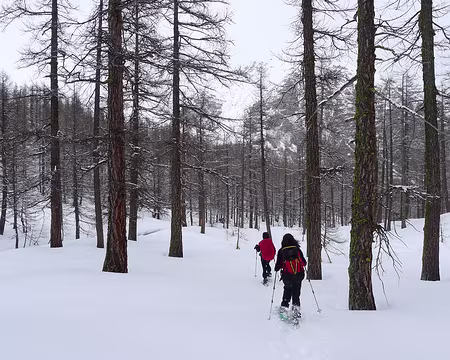 PXL066 Encore une forêt magique...