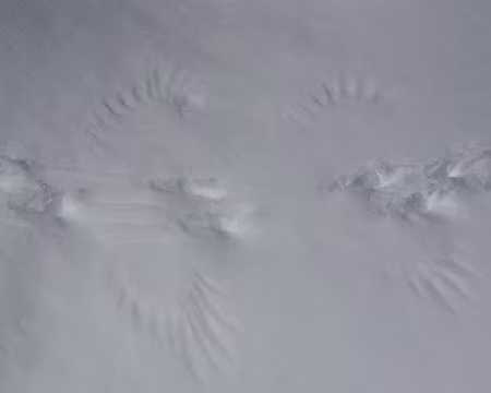 13 Un tétra s'est envolé.