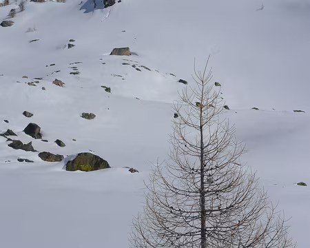 45 Mélèze solitaire.