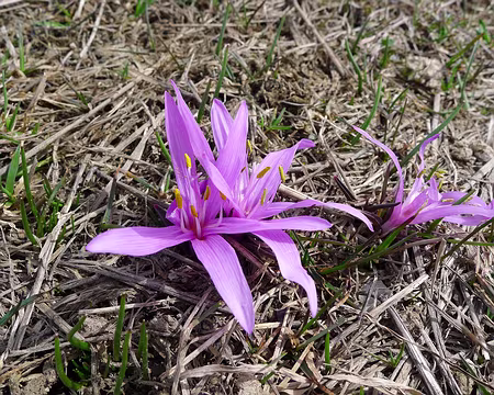 62 Colchique ? Nous ne sommes pas à la fin de l'été... Crocus ? Presque... Il s'agit du bulbocode printanier, beaucoup moins courant (6 étamines au lieu de 3 pour...