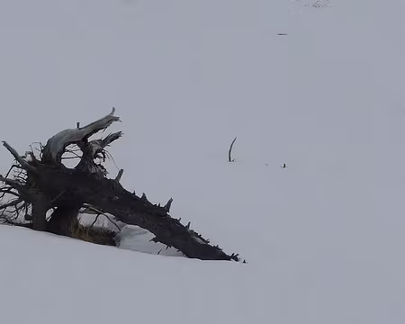 72 Un monstre et son petit.