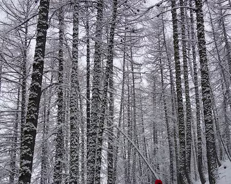 81 L'itinéraire sous bois est abrité...