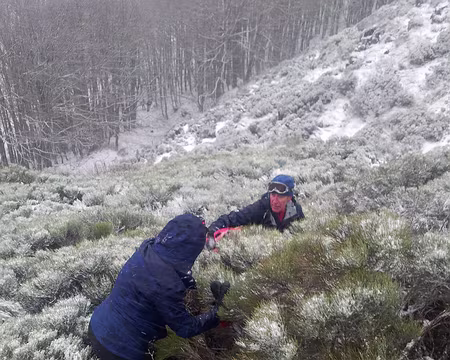 2018-01-01 16.00.33b sauvetage dans les genets : une chute dans un massif de genets. Michel intervient.