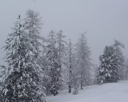019 Les arbres ont mis leur manteau d'hiver