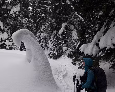 20190209_171226 Formes surprenantes de la nature