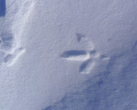 069 Empreintes de lagopède.