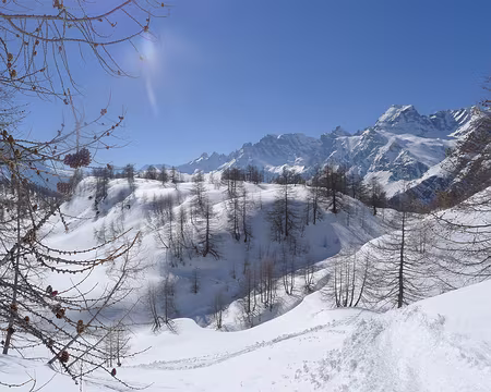 080 Mélézin enneigé.