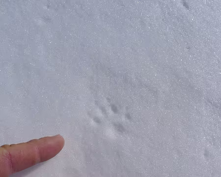 089 En tout cas, ce n'est pas lui qui a fait ces traces.