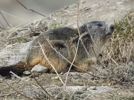 Alexine Alexine DH, détail sortie