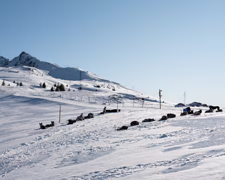 20200215-16h09m45s-XLA00219-V3 Sous le regard attentifs des chiens de traineaux