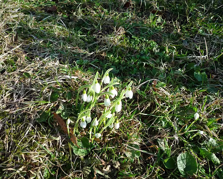 P1320588 Perce-neige