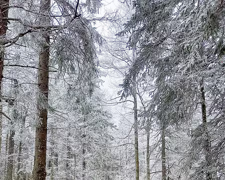 015 Piste raquette sans raquette dans le Risoux.
