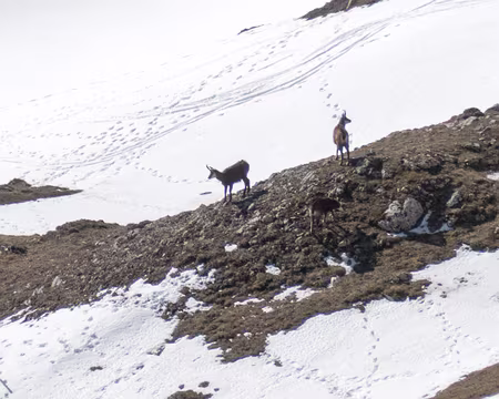 20230318-10h35m18s-XLA03560-V3 Chamois curieux