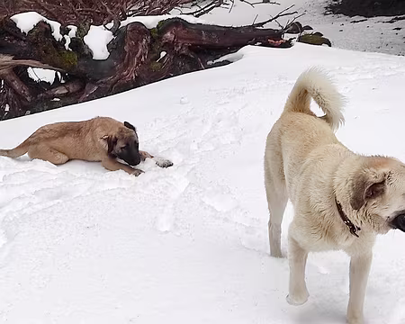 20230319-12h33m34s-IMG_20230319_123332-V3 Ils nous suivront jusqu'au gîte