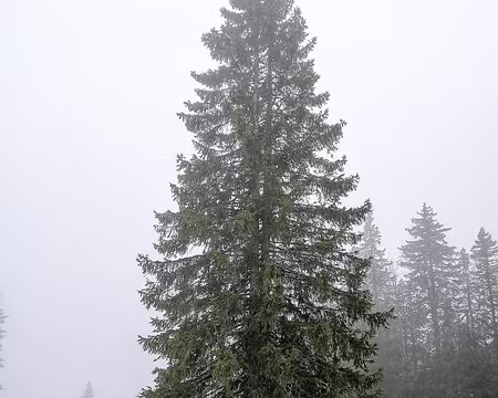 20230319-13h30m07s-IMG_20230319_133004-V3 pause déjeuner abrité par un épicéa