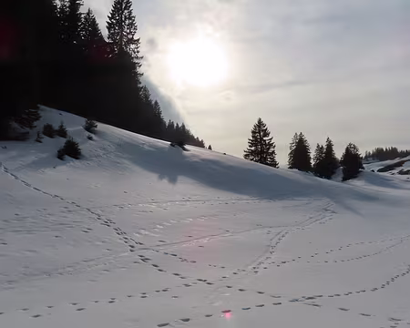 IMG_6404 Des animaux sont passés par là (chevreuils, chamois, loups...)