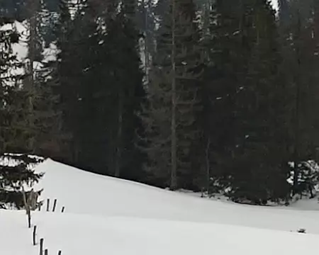 IMG_20260204_037 Mercredi 4 février. Pique nique à la cabane (1270m) où nous dormirons ce soir. En face de nous, au fond, les Dents du Midi émergent de la forêt. C'est là aussi...