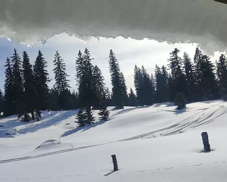 IMG_20260205_020 ... et pique nique sous son auvent menaçant.