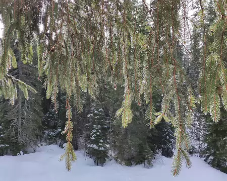 IMG_20260207_060 Le soleil transforme en petites étoiles les gouttelettes encore suspendues aux aiguilles.