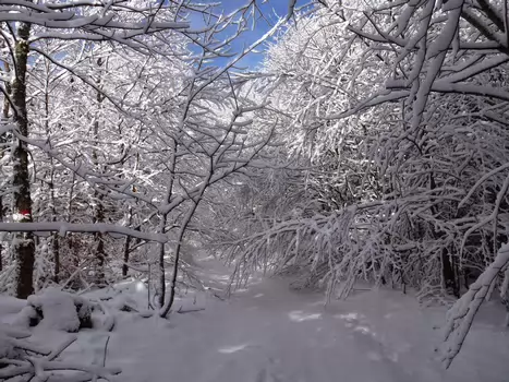 2015-01 Vosges Martine D, détail sortie