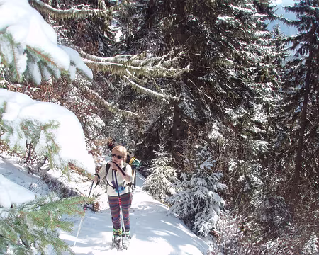 04 montée sanglier dans les bois