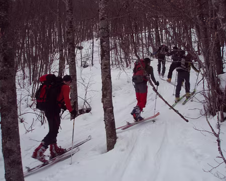 12.jpg passage sanglier dans les bois
