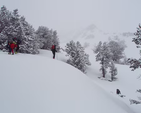 032 descente dans les pins a crochets