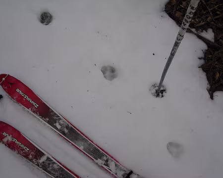 2010-03-24_03 Traces de loup ?