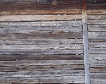 PXL012 oiseaux à l'abri